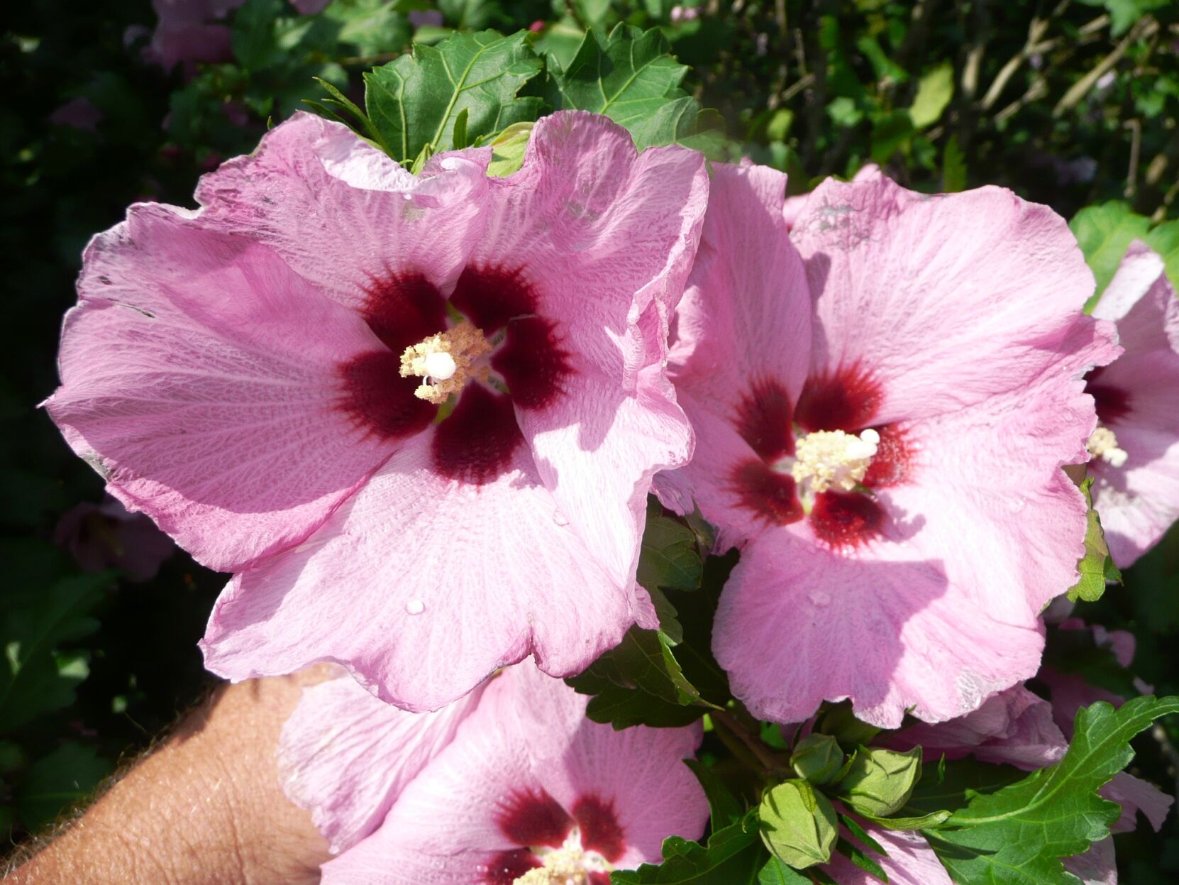 Weekends are for gardening: How to plant flowers and veggies, attract birds and love your lawn | Home/Garden 1 Aphrodite althea.jpg